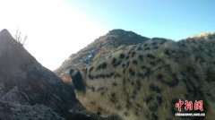 雪山“大猫”现身！四川成都高山同日两次拍到雪豹